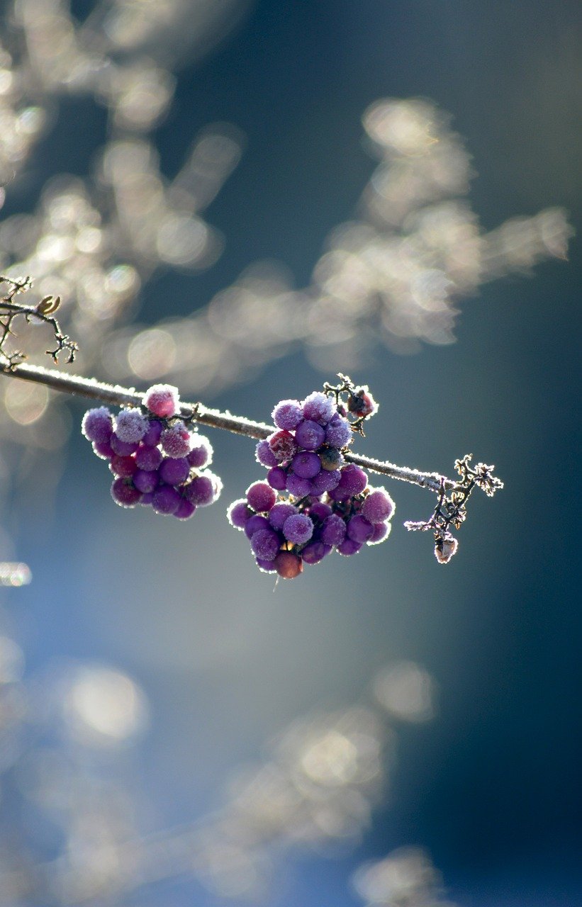 love pearls, bodiniers beautyberry, chinese schönfrucht, beautiful fruit, berry, purple schönfrucht, sprinkles shrub, lamiaceae, ornamental plant, ornamental shrub, fruit, bokeh, frozen, frost, ice crystals, icy, winter, hoarfrost, cold, ice cream, winter magic, freezing, frosty, nature